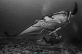   Fulfilling her Manta dreams point near Mansuar island Arborek village Raja AmpatCanon EOS 5Diii EF 1740f4 1160 f13 Ikelite housing strobes DS200 DS160 17-40/f4, 17-40f4, 17-40 f4, 1740/f4, 17 40/f4, 1/160 160  